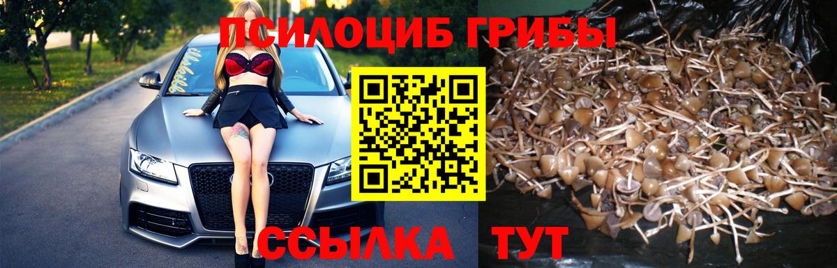 Галлюциногенные грибы Psilocybe Йошкар-Ола